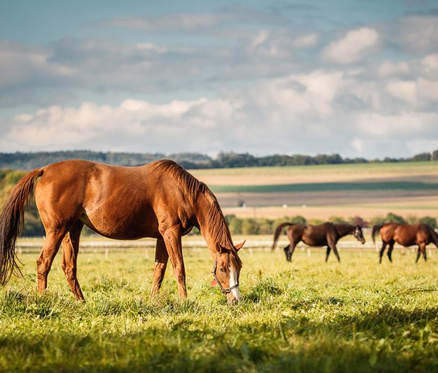 Horses in a field