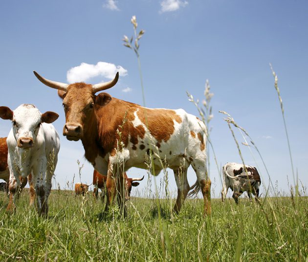 Cows in a field