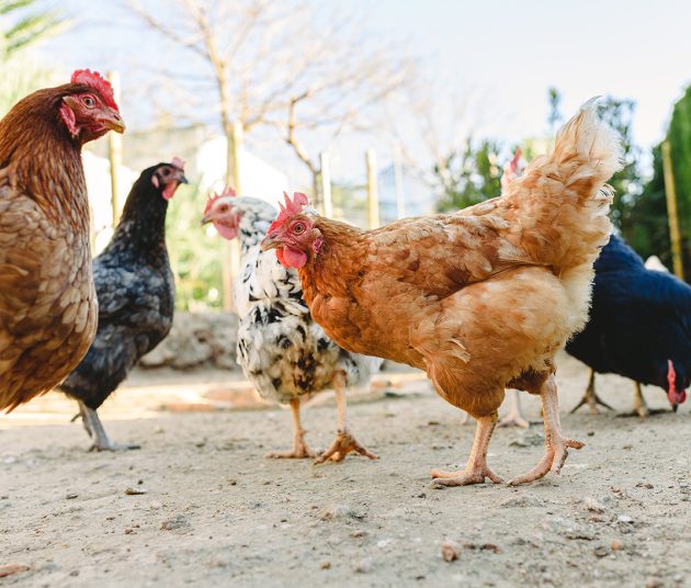 A group of chickens