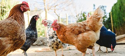 A group of chickens