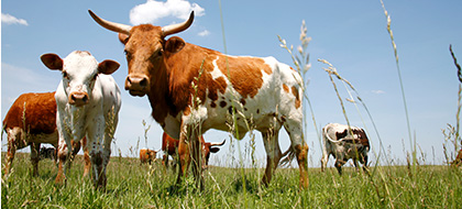 Cows in a field