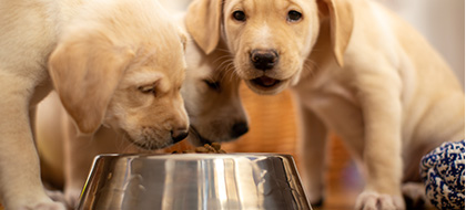 Three puppies share a bowl of food