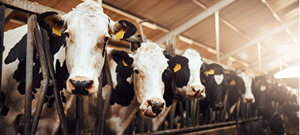Dairy Cows