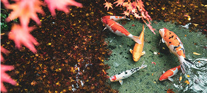 Fish in a pond