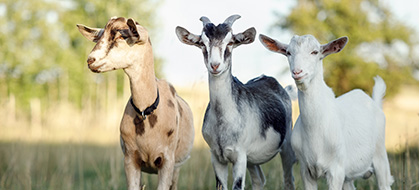 Three goats