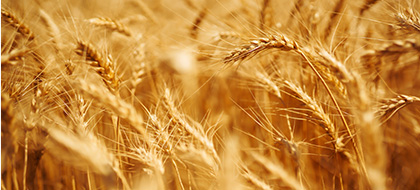 Grain field
