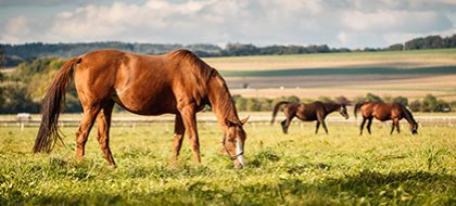 Horses in a field