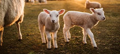 Two lambs