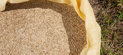 Cat seed