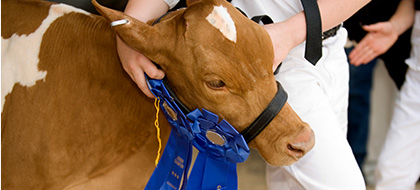 A prize-winning cow