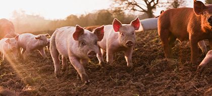 A group of pigs