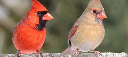 Two birds side by side on a branch