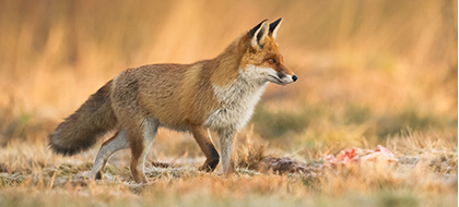 A fox