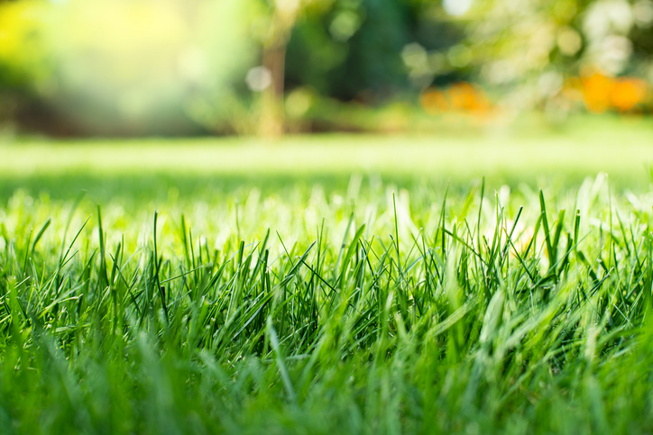 ABM Premium Lawn Seed