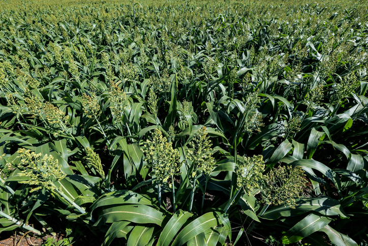 Green Grazer Sorghum Sedangrass
