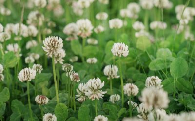 Crusade White Clover