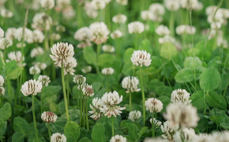 Crusade White Clover