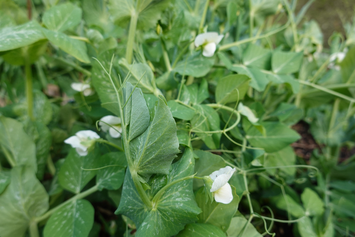 Austrian Winter Peas