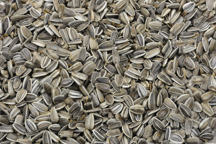 Striped Sunflower Seeds