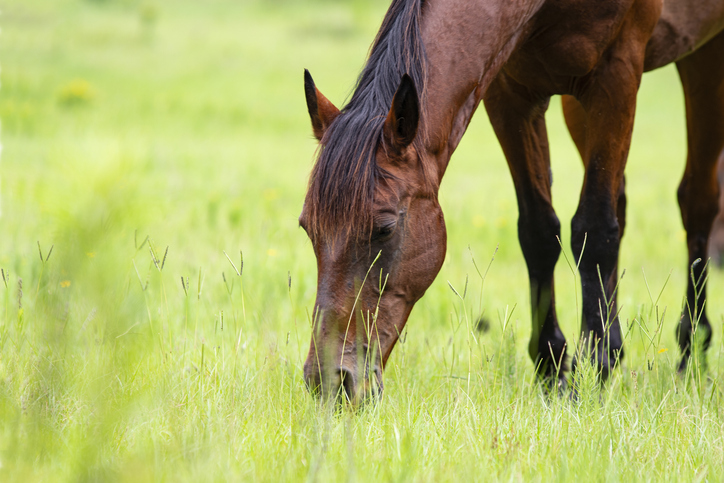 Bay horse with grass background