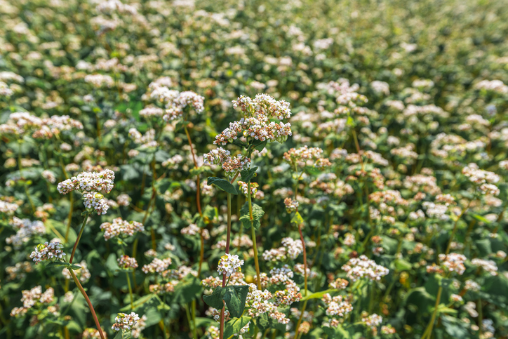 Buckwheat