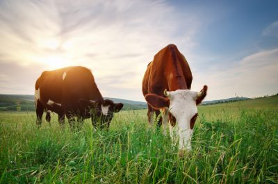 Cows on green meadow