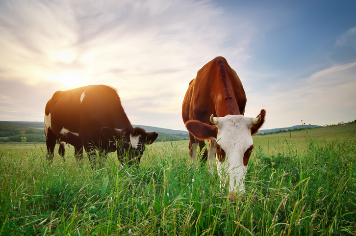 Cows on green meadow