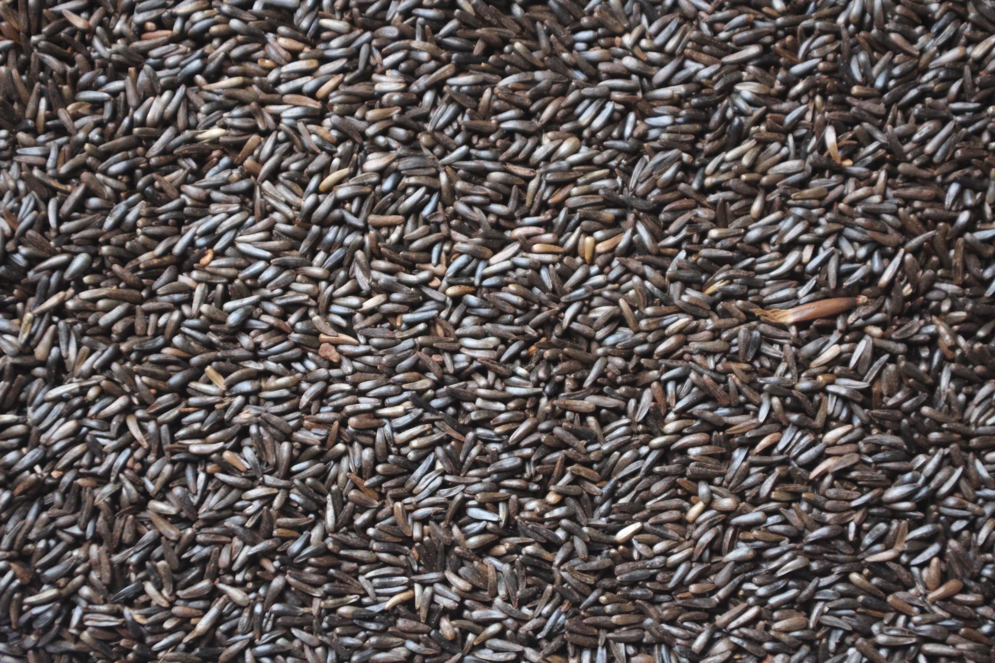 Nyger Seed Thistle Seed