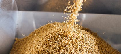 Grain from Albright's Mill