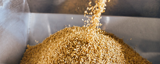 Grain from Albright's Mill