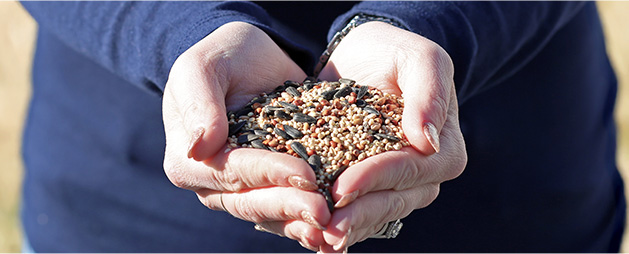 Seed from Albright's Mill