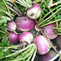 Purple Top Turnip