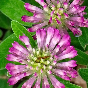 Medium Red Clover